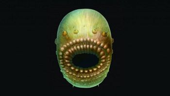 La creatura ritenuta il più antico antenato dell'uomo