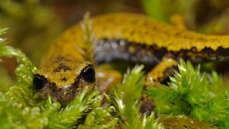 L'evoluzione delle salamandre che sopravvivono senza polmoni
