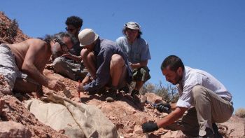 In Argentina hanno davvero trovato un dinosauro, una specie mai vista