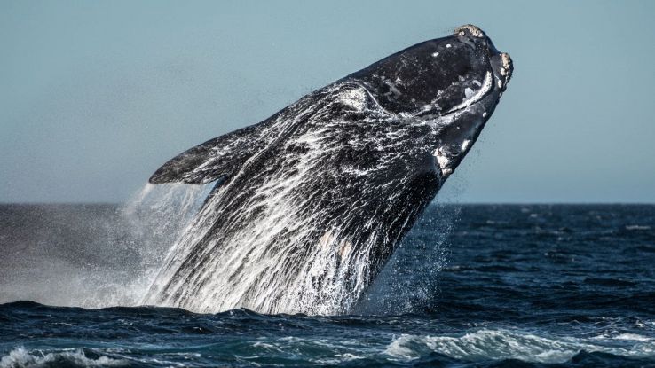 Nuovo allarme per le balene