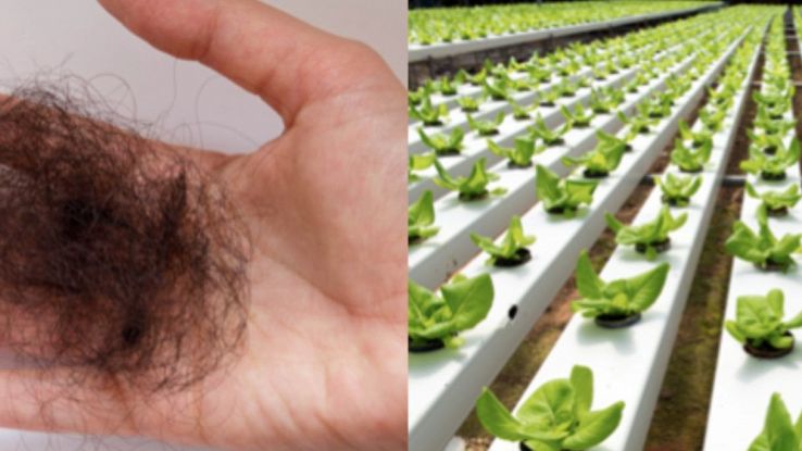 L'uso dei capelli in agricoltura