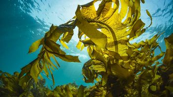 Foreste oceaniche misteriose: come possono salvarci