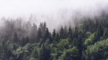 Sta succedendo qualcosa agli alberi, non è un buon segno