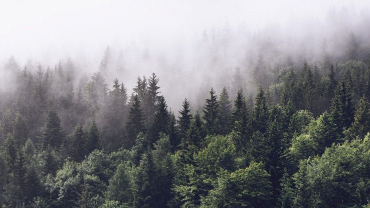 Sta succedendo qualcosa agli alberi, non è un buon segno