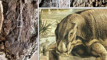 Mummie di Lystrisaurus intatte in Sudafrica