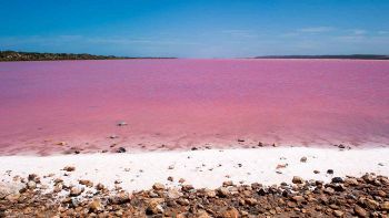 Acque rosa: perché in alcuni luoghi del mondo i laghi sono di questo colore?