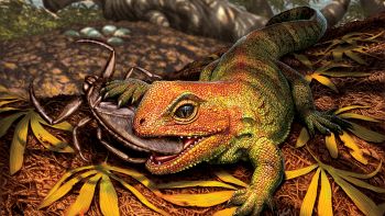 Si indaga su un rettile misterioso: la storia del Tuatara