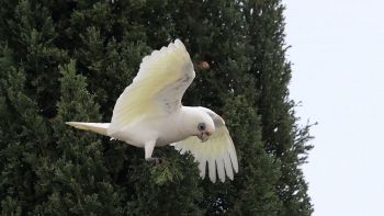 L'aggressività degli uccelli