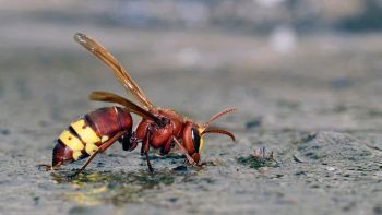 Scatta allerta vespa "mortale" in Italia: quanto è davvero pericolosa?