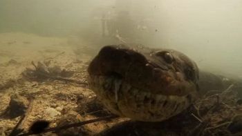 Anaconda gigante nelle acque di un fiume brasiliano