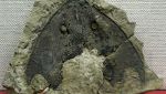 un antico fossile di pesce con la mascella