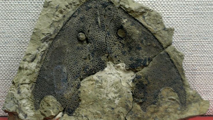 un antico fossile di pesce con la mascella