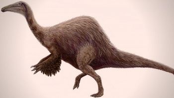 Incredibili fossili di dinosauri