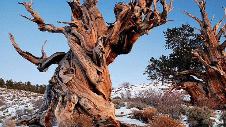 L'albero più antico del mondo