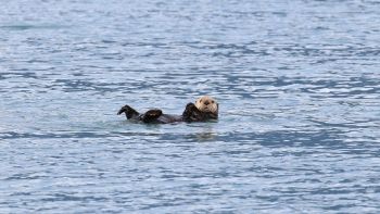 La lontra ricompare in Italia