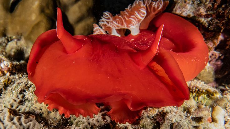 C'è un motivo per cui gli scienziati sono ossessionati dalle lumache di mare: ecco qual è