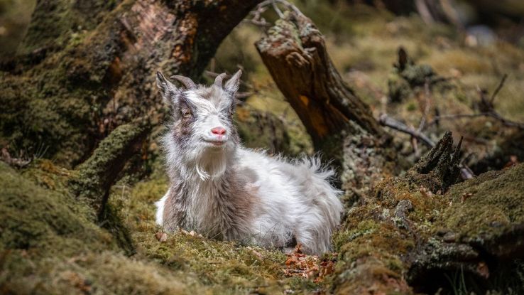 Scoperta una nuova capra selvatica