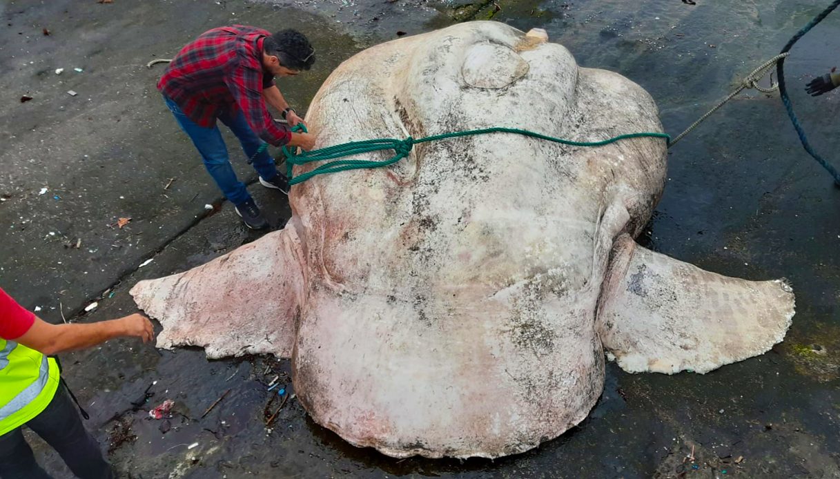 Peixe ósseo mais pesado do mundo encontrado em Portugal