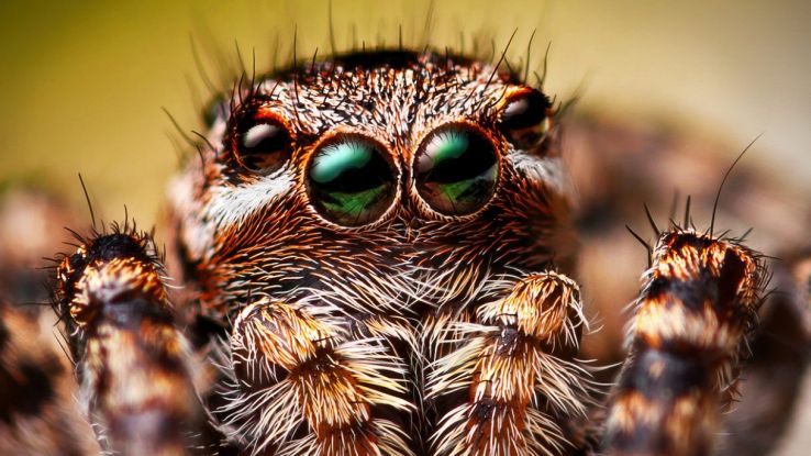 I ragni saltatori possono distinguere esseri viventi da oggetti inanimati