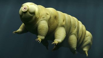 Nuova scoperta sul tardigrado