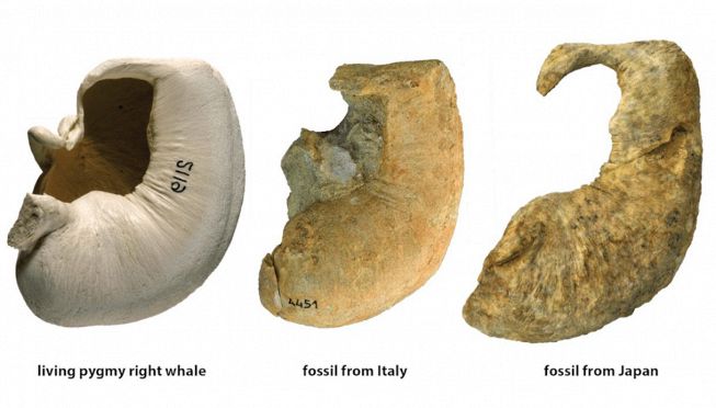 Caperea marginata, i fossili trovati in Italia e in Giappone