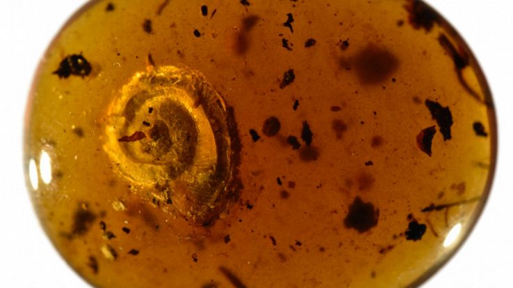 Lumaca fossile nell'ambra ricoperta di peli