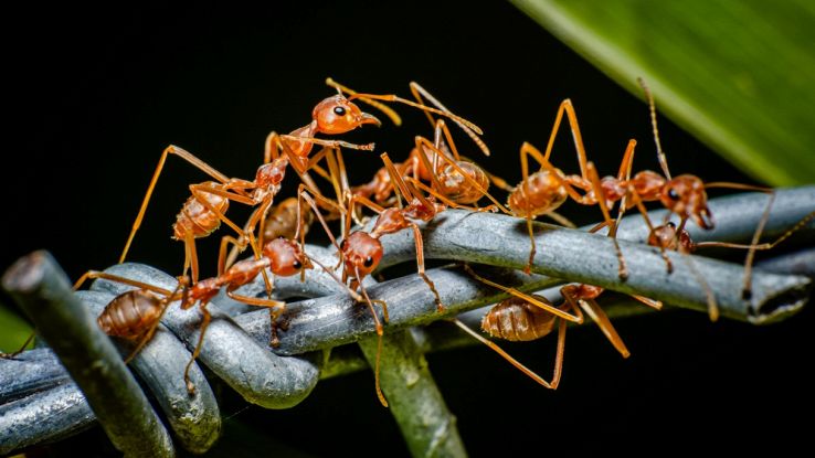Isole Hawaii invase dalle formiche di fuoco