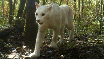 Il raro puma bianco