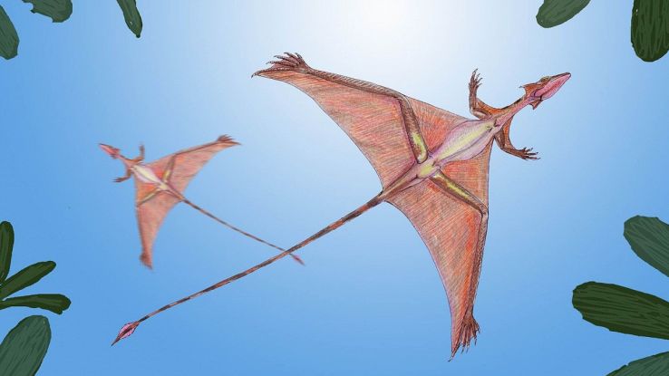 Hanno scoperto i fossili di una nuova specie di pterosauro