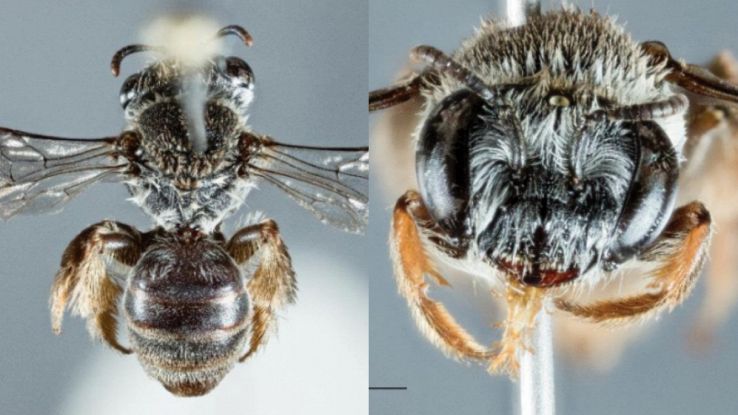 Scoperta una nuova specie di ape chiamata Leioproctus zephyr