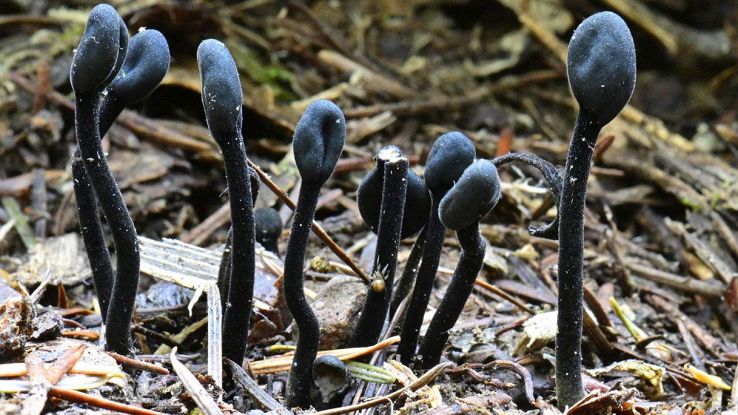 Organismi mai visti prima sulla Terra: questi funghi ossessionano gli scienziati