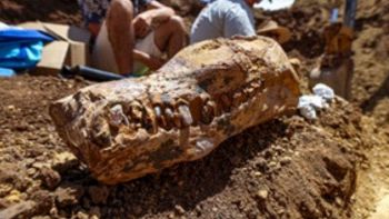 Hanno ritrovato un raro fossile marino: è l'elasmosauro