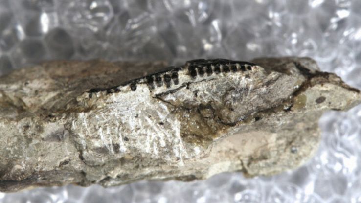 Trovati fossili di lucertola antichissimi