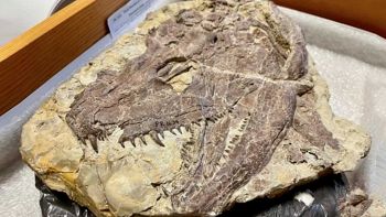 È il T-Rex originale: ritrovati i resti del Whatcheeria