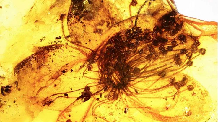 Un tesoro cristallizzato: è il più grande fiore nascosto nell'ambra