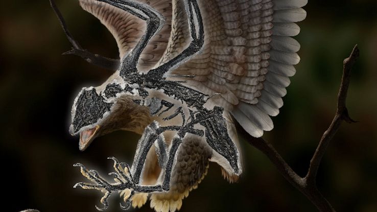 Fossile con il corpo di uccello e la testa di dinosauro