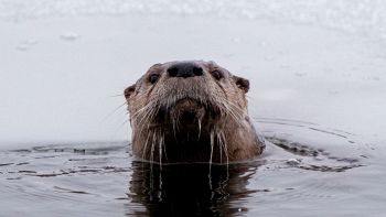 Esemplare di lontra europea