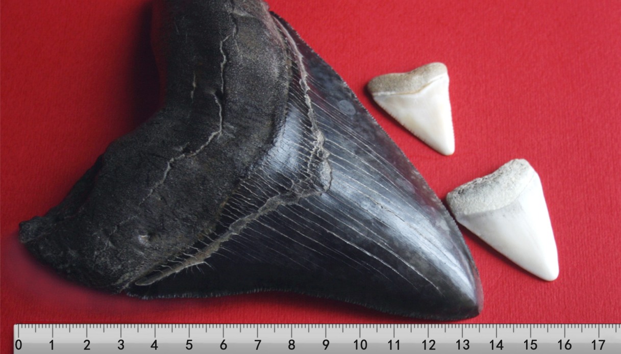 Megalodonte: lo squalo più grande che sia mai esistito