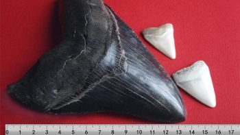 Bambina trova dente di megalodonte