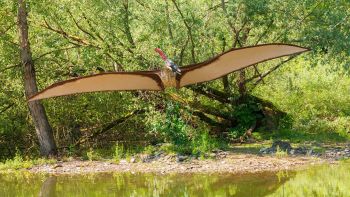 Gli scienziati hanno scoperto una nuova specie