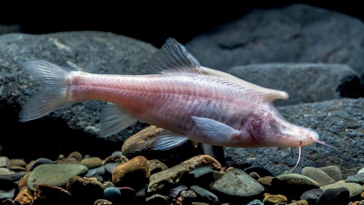 Sinocyclocheilus longicornus, nuova specie di pesce