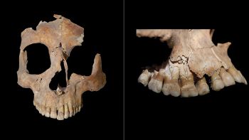 Misteriose ossa antiche rivelano una storia molto particolare