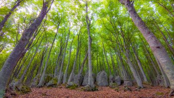 L'influenza del riscaldamento globale sugli alberi