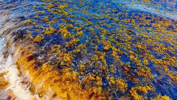 Alghe puzzolenti sargassum avvistate in mare: ecco dove si trovano