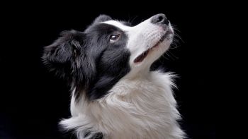 Analisi salute cane border collie chatgpt4