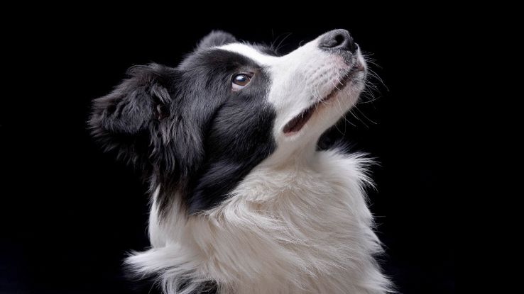 Analisi salute cane border collie chatgpt4