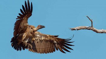 Hanno trovato l'aquila più grande al mondo