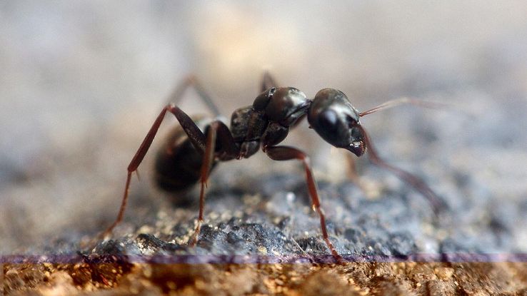 Isolato un supergene che trasforma le formiche: di cosa si tratta