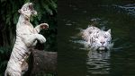 Trovato cucciolo di tigre bianca
