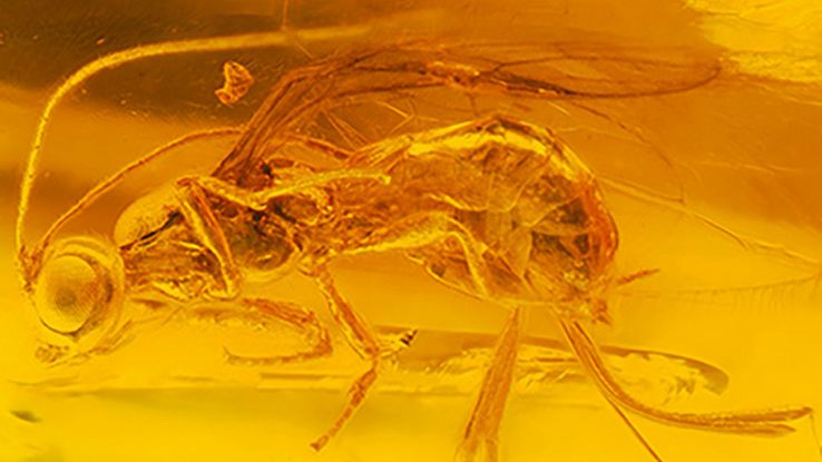 Una nuova e al contempo antica specie d'insetti era nascosta nell'ambra